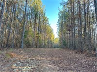6 Acre Mini Farm in Waverly : Waverly : Tallapoosa County : Alabama
