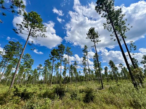 Mount Vernon Borrow Creek : Mount Vernon : Mobile County : Alabama
