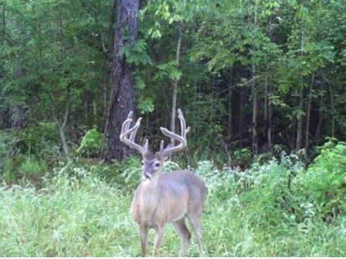 76 Acre Homesite in Hazlehurst, Cop : Hazlehurst : Copiah County : Mississippi