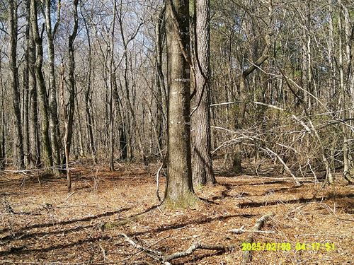 37.8 Acres in Dooly County, GA : Unadilla : Dooly County : Georgia