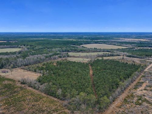 Hunting, Homesite & Privacy : Odum : Wayne County : Georgia
