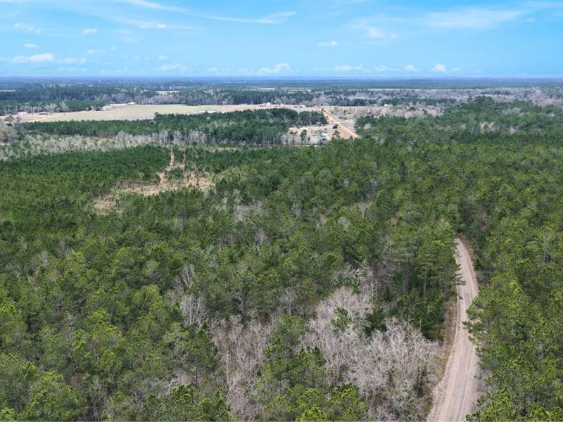 Wheaton Road Country Homesite, 17 : Odum : Wayne County : Georgia