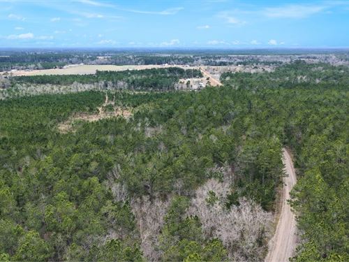 Wheaton Road Country Homesite, 17 : Odum : Wayne County : Georgia