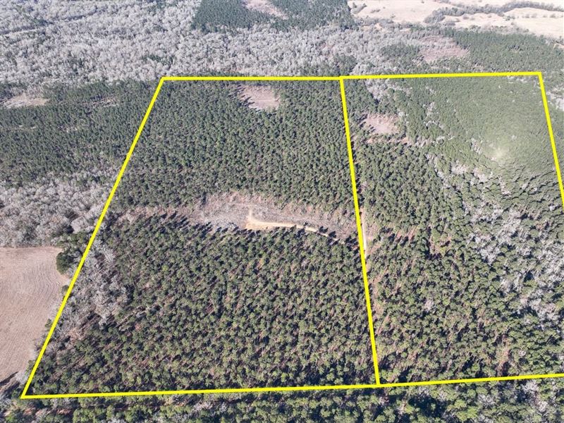 68 Acres, T-2, Louisville Rd, 1 : Pennington : Trinity County : Texas