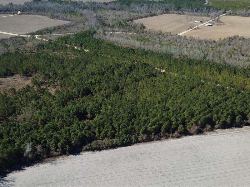 Tract 3, Greyhound Road, Mershon : Mershon : Bacon County : Georgia