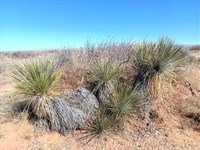 Unrestricted 10 Acre TX Ranch : Van Horn : Culberson County : Texas