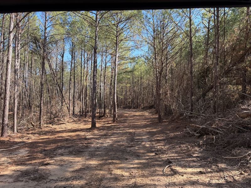 New Price, 156 Acres Recreatio : Gordo : Tuscaloosa County : Alabama
