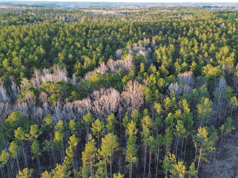 Lee Road 254 5 Acres : Salem : Lee County : Alabama