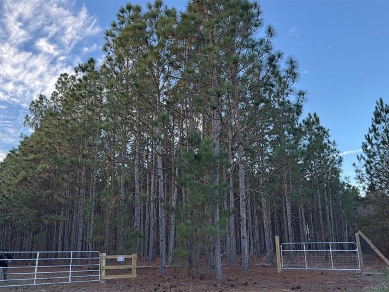 Dorsey Clark Pines : Sylvania : Screven County : Georgia