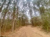 30 Acres, Marion County, MS : Columbia : Marion County : Mississippi