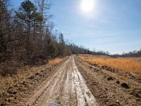 $999 Down Beautiful Off Grid Land : Birch Tree : Shannon County : Missouri