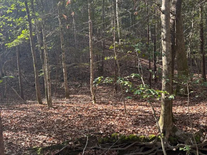 79.1 Acres in Monroe County, MS : Greenwood Springs : Monroe County : Mississippi