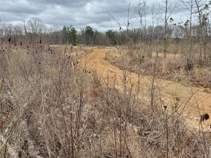 76 Acres in Webster County, MS : Mantee : Webster County : Mississippi