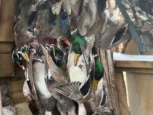 Bayou Deview Timber, Lodge, Shop : McCrory : Woodruff County : Arkansas