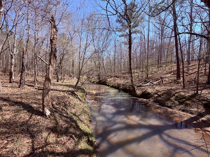 Carr Station Pines at Lake Sinclair : Sparta : Hancock County : Georgia
