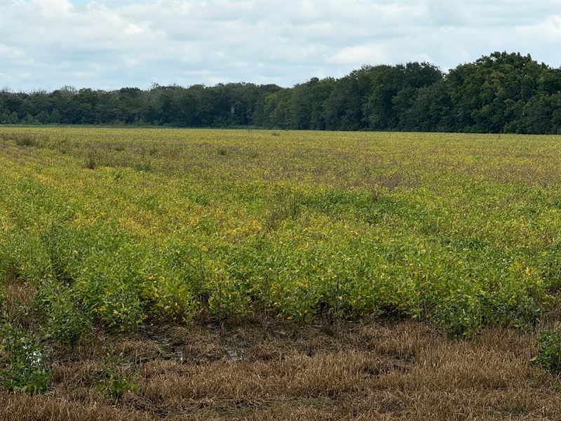 La, Caldwell 43 Acres : Bosco : Caldwell Parish : Louisiana