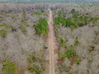 53 Acres of Prime Recreational Land : Waycross : Ware County : Georgia