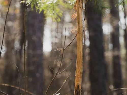 51 Acres in Tuscaloosa County, AL : McCalla : Tuscaloosa County : Alabama