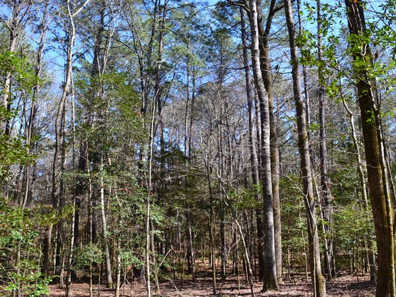 Mark Wood Road : Dexter : Laurens County : Georgia