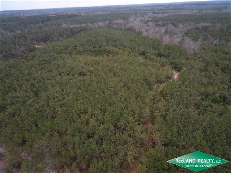 70 Ac Pine Plantation : Choudrant : Jackson Parish : Louisiana