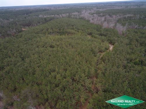 70 Ac Pine Plantation : Choudrant : Jackson Parish : Louisiana