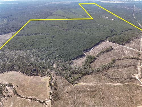 563 Acres, Off FM 247 : Huntsville : Walker County : Texas
