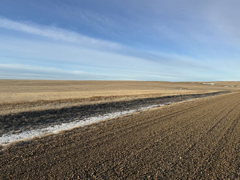 Roosevelt County Grass : Wolf Point : Roosevelt County : Montana