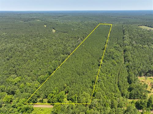 25 Acres, T-1, Carters Ferry Road : Milam : Sabine County : Texas