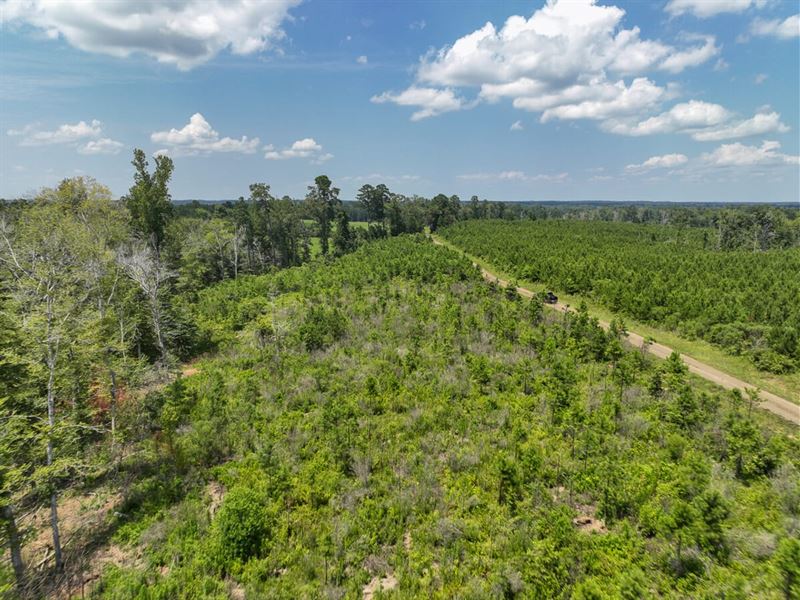 13 Acres, T-2, Firetower Road, 1 : Hemphill : Sabine County : Texas