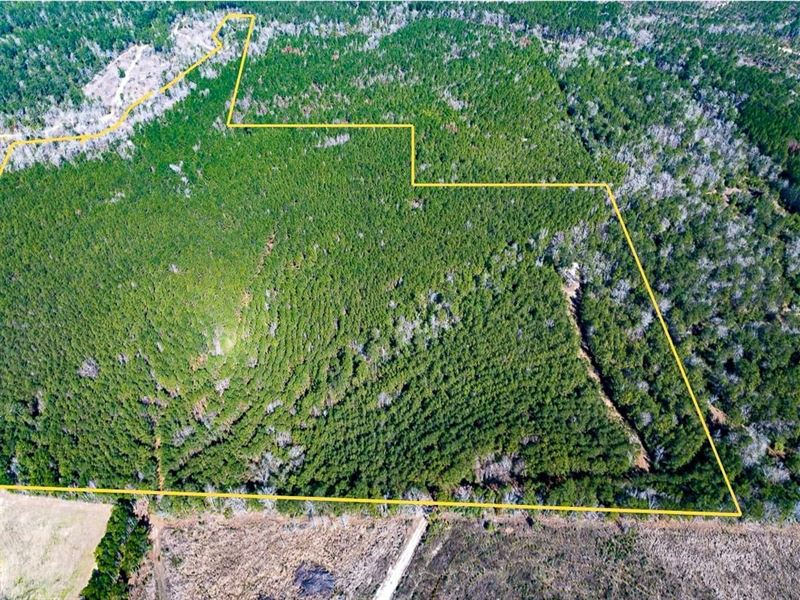 64 Acres, Lyons Cemetery Road : Moscow : Polk County : Texas