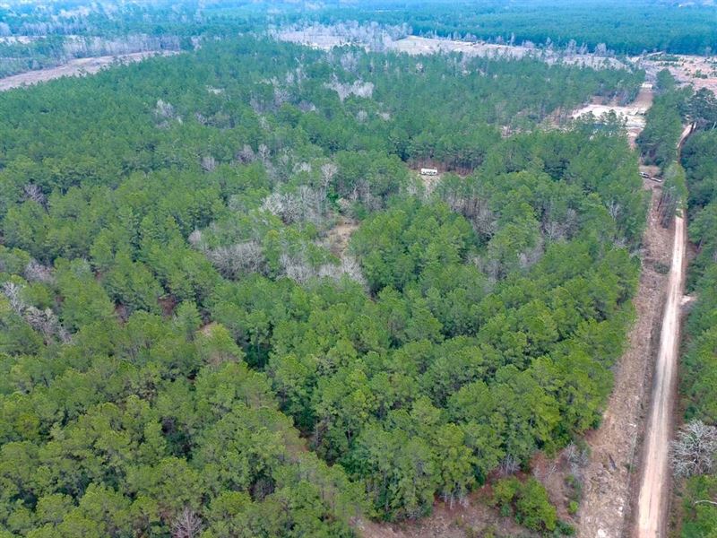 31 Acres, 209 Joskey Dykes Road : Zavalla : Angelina County : Texas