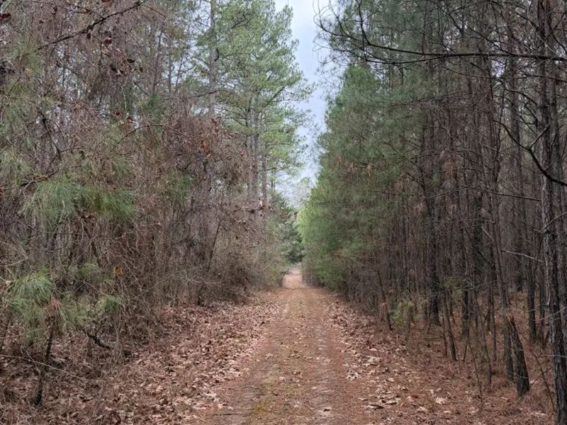 20 Acres in Kemper County, MS : Scooba : Kemper County : Mississippi