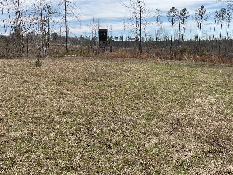 Nixon Road Tract 1-24 Acres : McKenzie : Butler County : Alabama