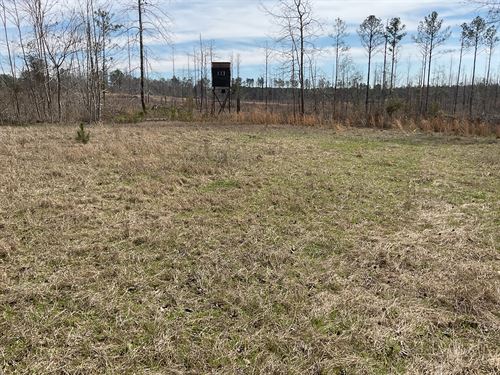 Nixon Road Tract 1-24 Acres : McKenzie : Butler County : Alabama