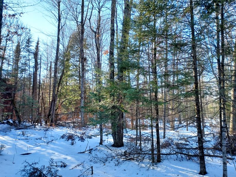 8 Acres Adjoining National Forest : Winter : Sawyer County : Wisconsin