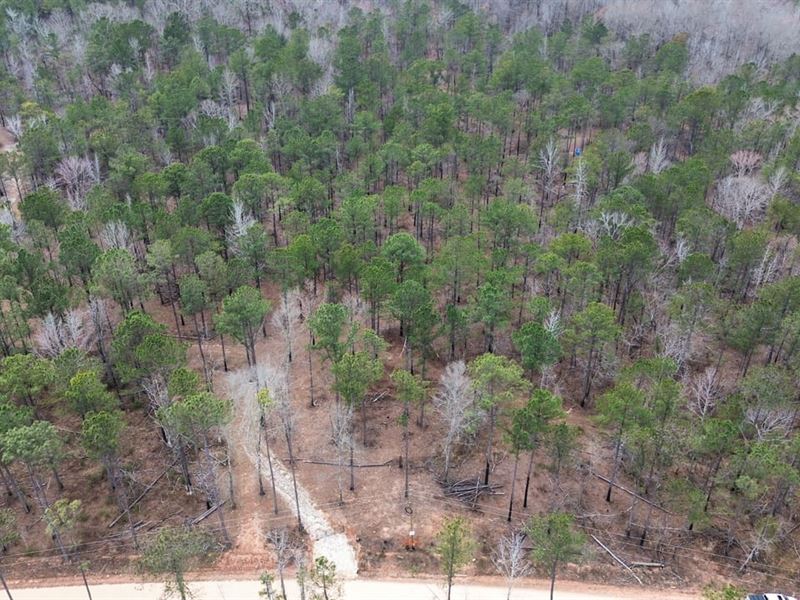 5 Acres Unrestricted Lee Co. AL : Salem : Lee County : Alabama