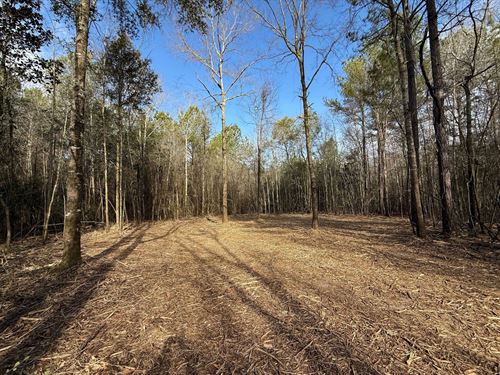 19.5 Ac County Road 215, Coffee : Jack : Coffee County : Alabama