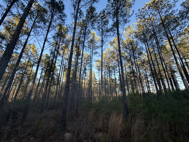 Chapman Pines : Gray : Jones County : Georgia