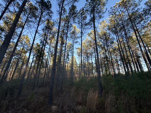 Chapman Pines : Gray : Jones County : Georgia