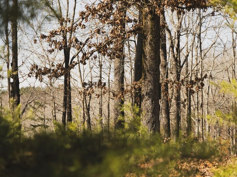 79 Acres in Colbert County, AL : Cherokee : Colbert County : Alabama