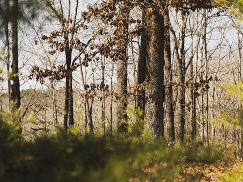 79 Acres in Colbert County, AL : Cherokee : Colbert County : Alabama