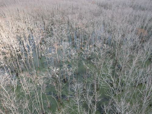 267 Acres in Leflore County, MS : Itta Bena : Leflore County : Mississippi