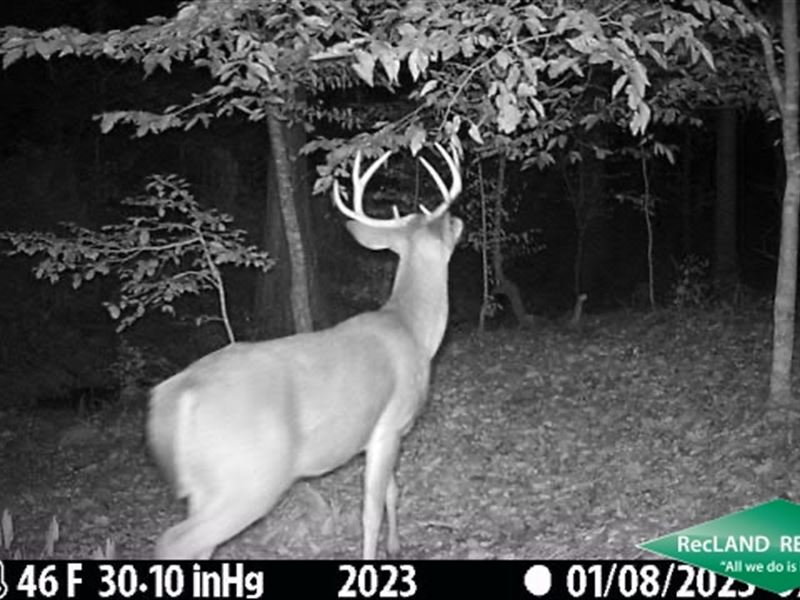 29.4 Hunting & Timber Tract : Marion : Union Parish : Louisiana