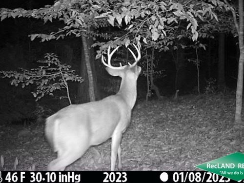 29.4 Hunting & Timber Tract : Marion : Union Parish : Louisiana
