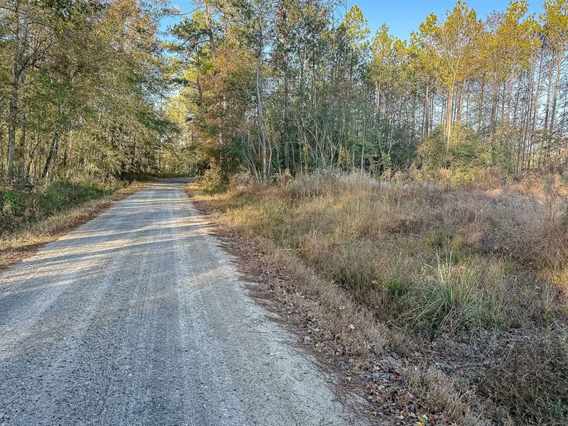 Herrington Hill Tract : Leesville : Vernon Parish : Louisiana