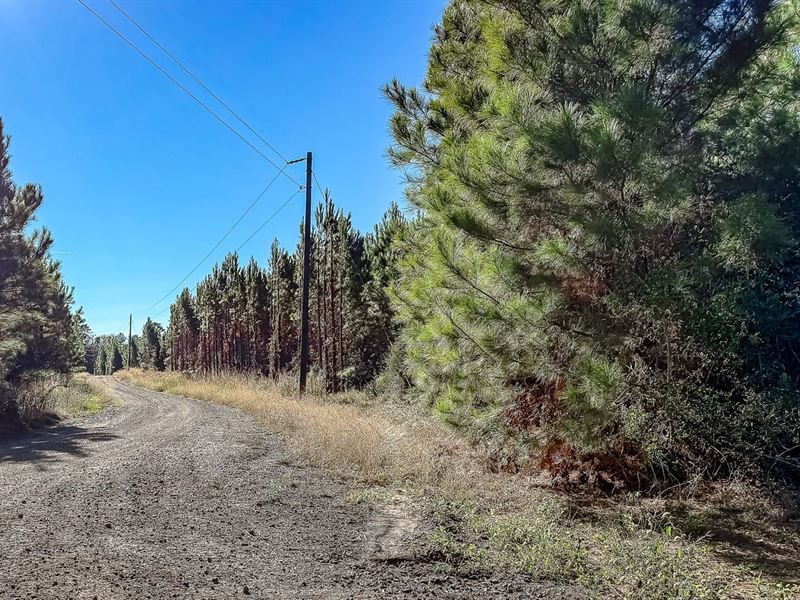 Pickett Tract : Many : Sabine Parish : Louisiana