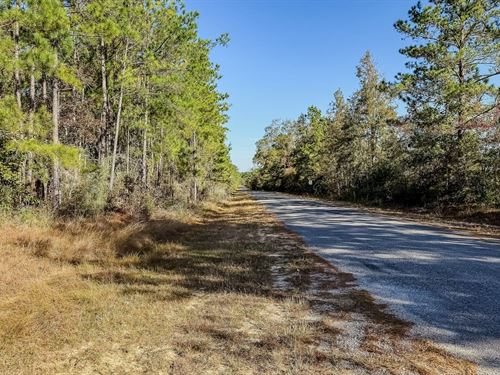 Old Seale Road Tract : Singer : Beauregard Parish : Louisiana