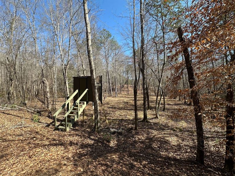 Sprott Hunting Tract, 104 Acres : Sprott : Perry County : Alabama
