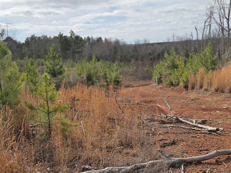Accessible + Private Hunting/Timber : Cusseta : Chambers County : Alabama