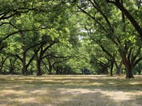 Pecan Orchard Under Irrigation : Hurtsboro : Russell County : Alabama